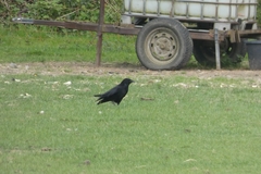 Corvus corone