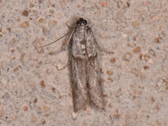 Myelopsis alatella