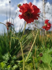 Geum quellyon