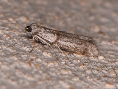 Myelopsis alatella