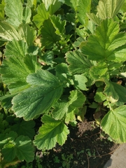 Geum quellyon