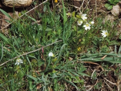Cerastium ligusticum