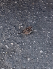 Passer domesticus
