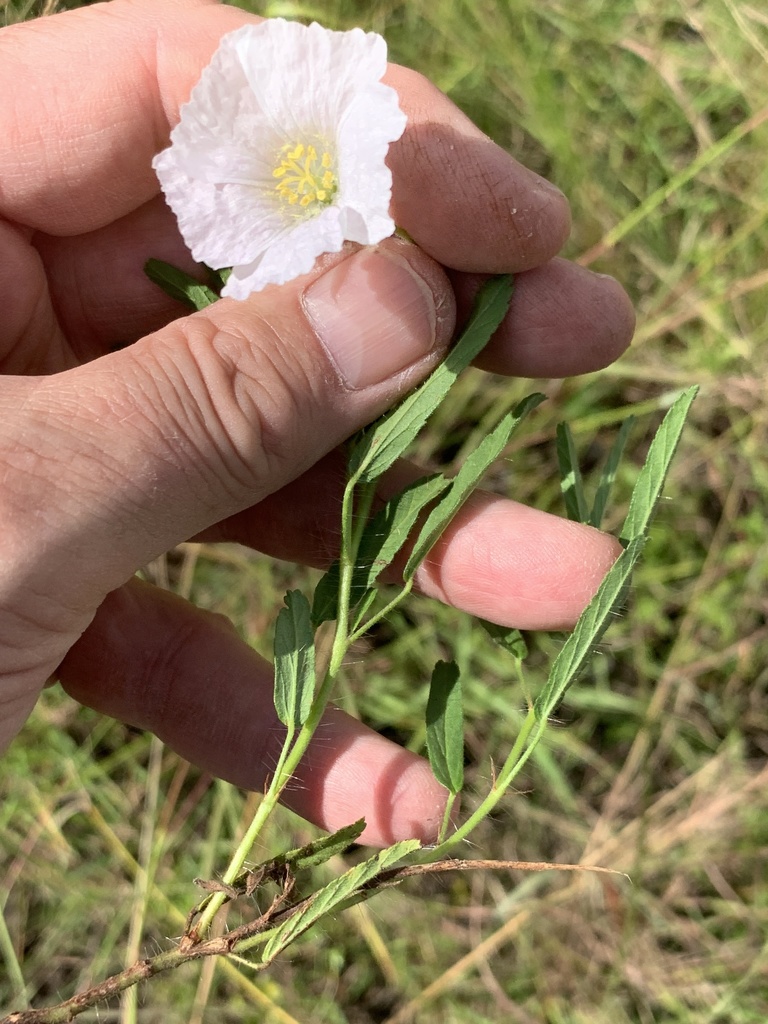 Monsonia natalensis, KZN, ZA