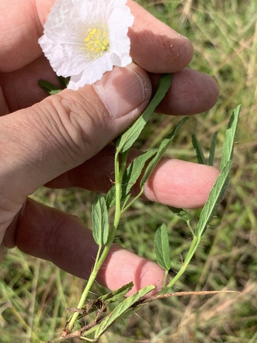 Monsonia natalensis