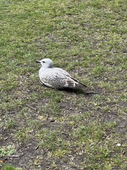 Larus canus