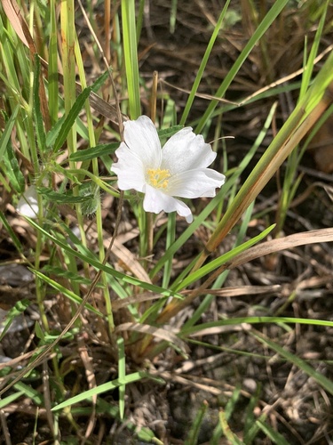 Monsonia natalensis