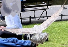 Larus canus