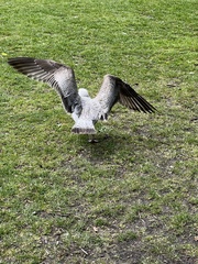 Larus canus