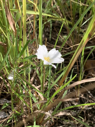Monsonia natalensis