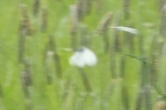 Pieridae
