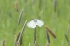 Pieridae