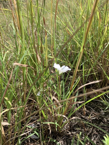 Monsonia natalensis