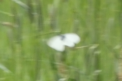 Pieridae