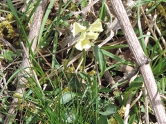 Viola etrusca
