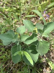 Physalis mollis