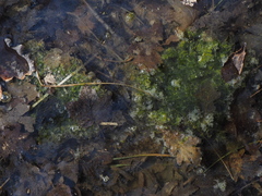 Pelophylax ridibundus