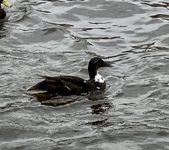 Anas platyrhynchos domesticus