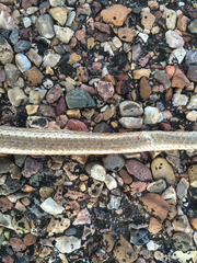 Masticophis taeniatus taeniatus