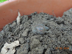 Rhinophrynus dorsalis