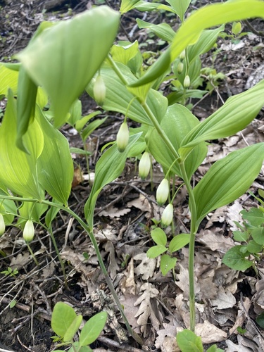 Polygonatum glaberrimum (Polygonatum glaberrimum)