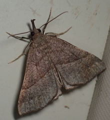 Hypena atomaria