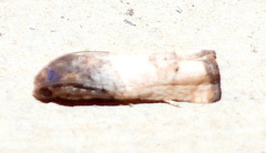 Epiblema desertana