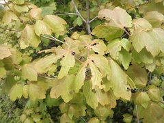 Acer opalus obtusatum