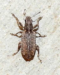 Sitona californius