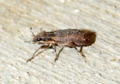 Sitona californius