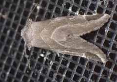 Plagiomimicus pityochromus