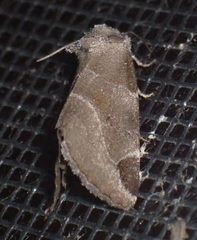 Plagiomimicus pityochromus