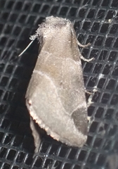 Plagiomimicus pityochromus