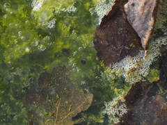 Pelophylax ridibundus