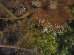 Pelophylax ridibundus
