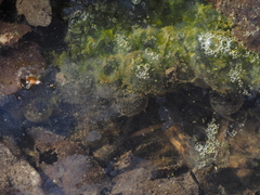 Pelophylax ridibundus