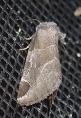 Plagiomimicus pityochromus