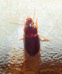 Harpalus gravis