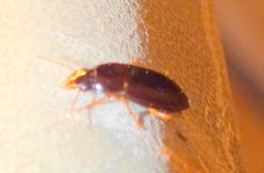 Harpalus gravis