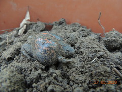 Rhinophrynus dorsalis