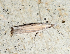 Fissicrambus quadrinotellus
