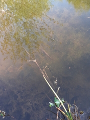 Lissotriton vulgaris