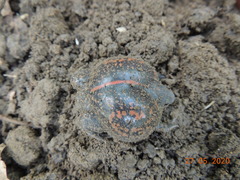 Rhinophrynus dorsalis