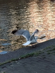 Larus argentatus