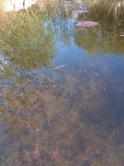 Lissotriton vulgaris