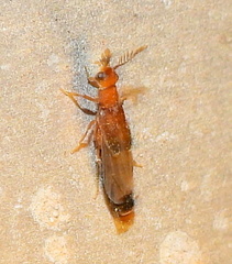 Distremocephalus texanus
