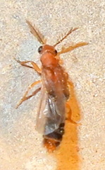 Distremocephalus texanus