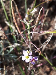 Dontostemon integrifolius