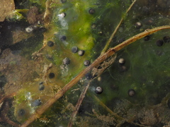 Pelophylax ridibundus