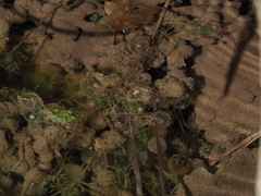 Pelophylax ridibundus